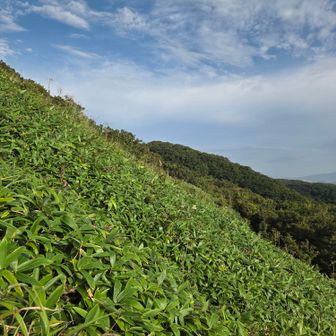 傾斜はこんなもん
踏み跡が2列あって、隣の踏み跡が分ります