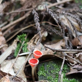 シロキツネノサカズキモドキ
