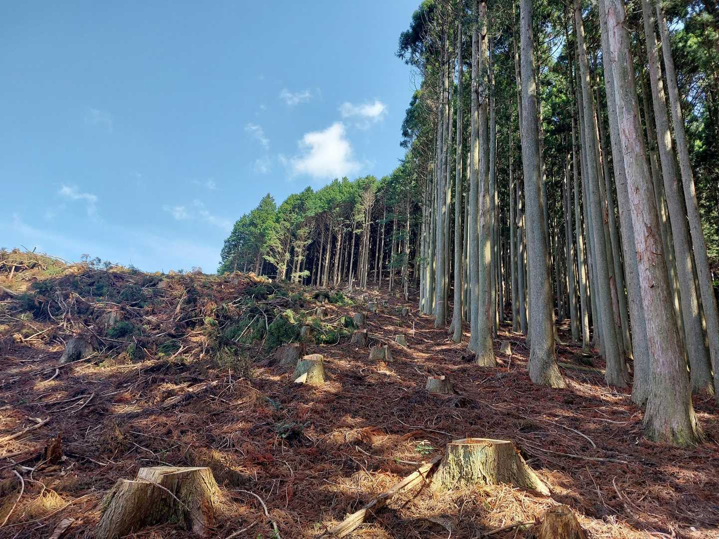 伐採されて雰囲気がガラッと一変👀