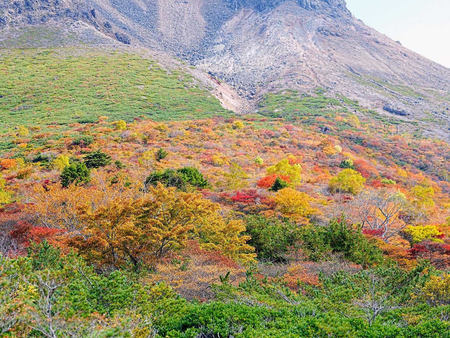 ロープウェイ山頂駅発着｜姥ヶ平散策コースの写真