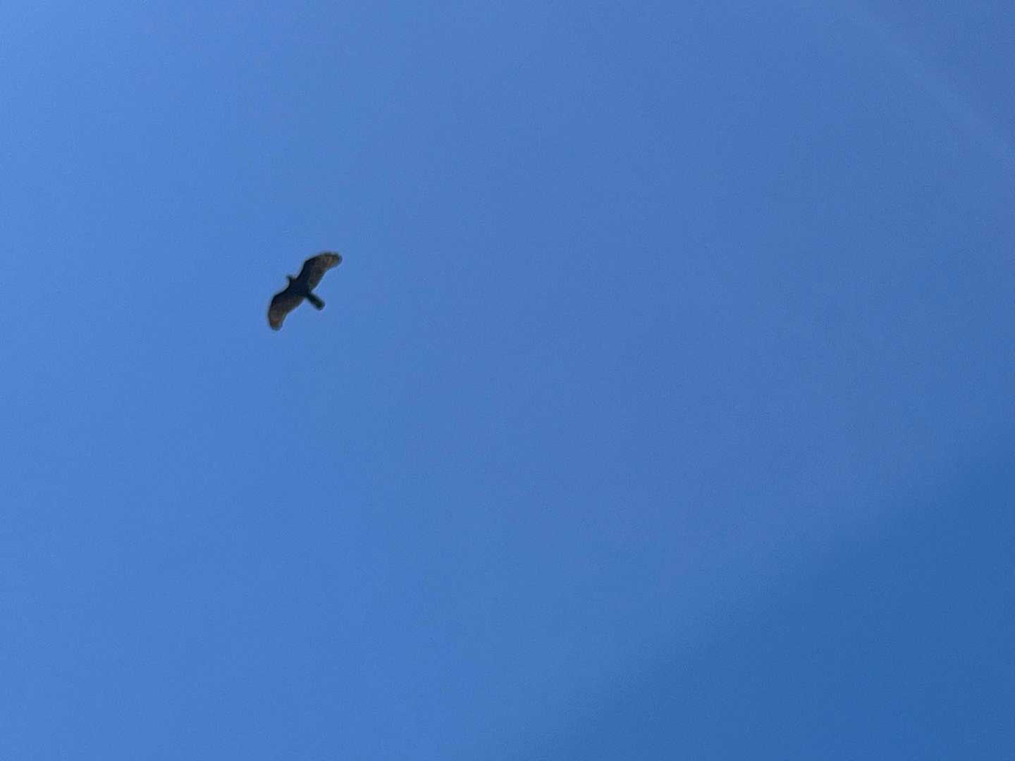 微かに鳥の形とわかるほど小さかったのに、
速いから、いつのまにか近くに来ている🦅

上空を静かに飛ぶ（カラスのように鳴きながら飛ばない）から、視認してなかった個体が下降して突然すぐそばに現れたりも👀