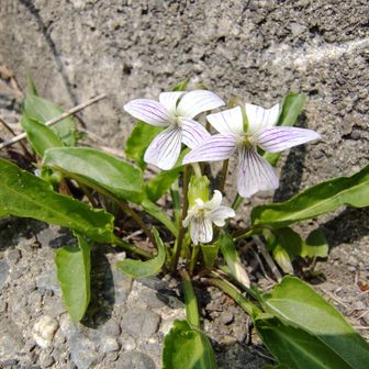 隙間に可愛い白スミレ
アリアケスミレかな⋯？
くんまの里に無事に下山
