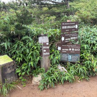 仙女平分岐