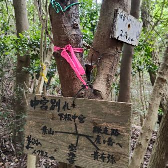 YAMAPにある縦走路に出た
ここからはYAMAPに従って葉山に向かいます