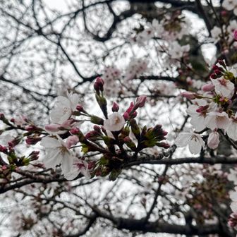 場所によるけど、
全体的に5分〜7分咲きな感じかな？
満開の木もあります。