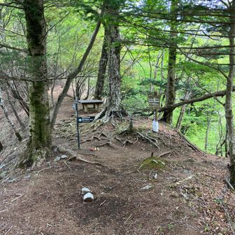 白石峠分岐。ここの先に加入道山があったが、昨年登ったからここから下山する