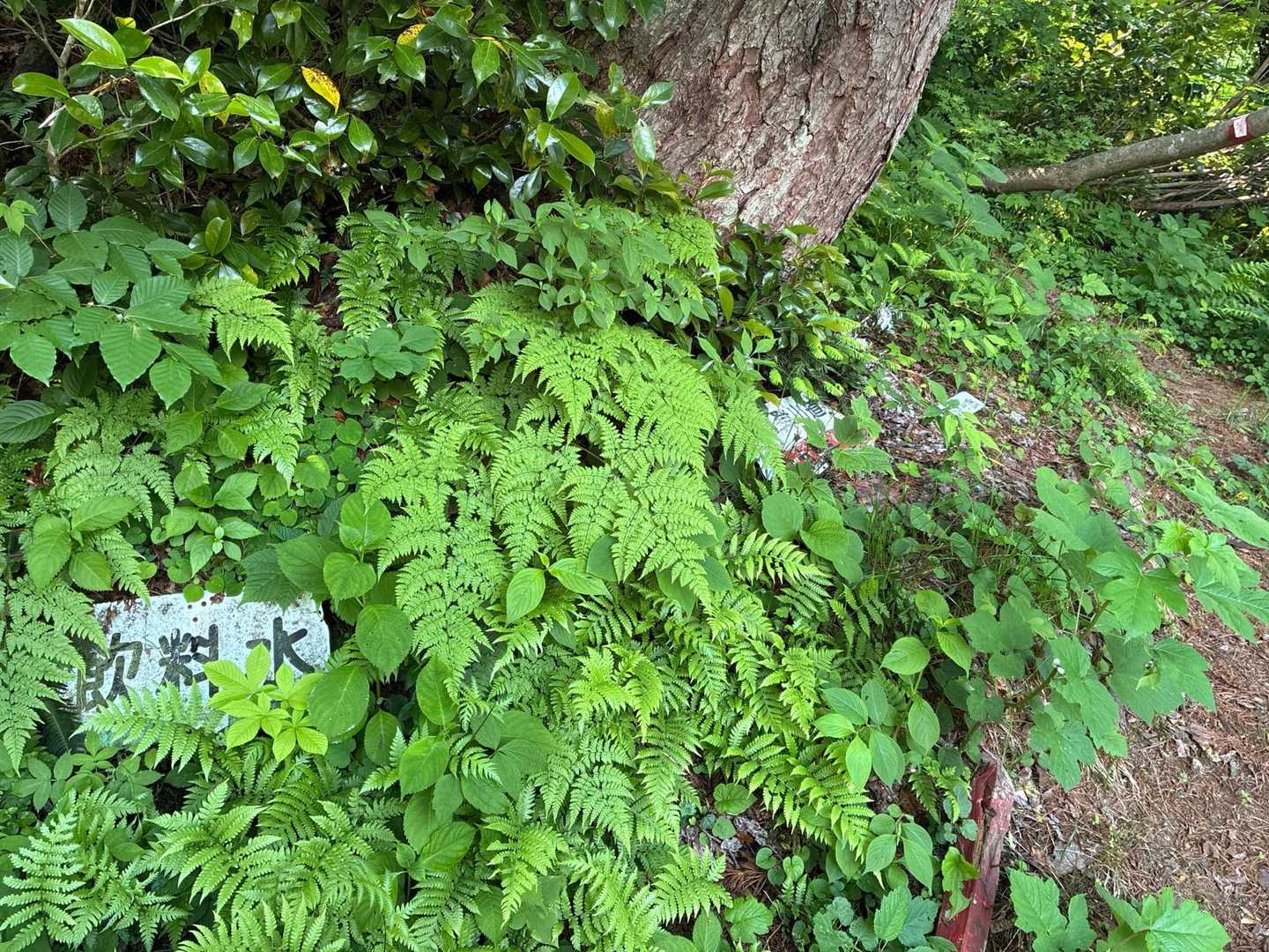 水場あたり
見落とすかも