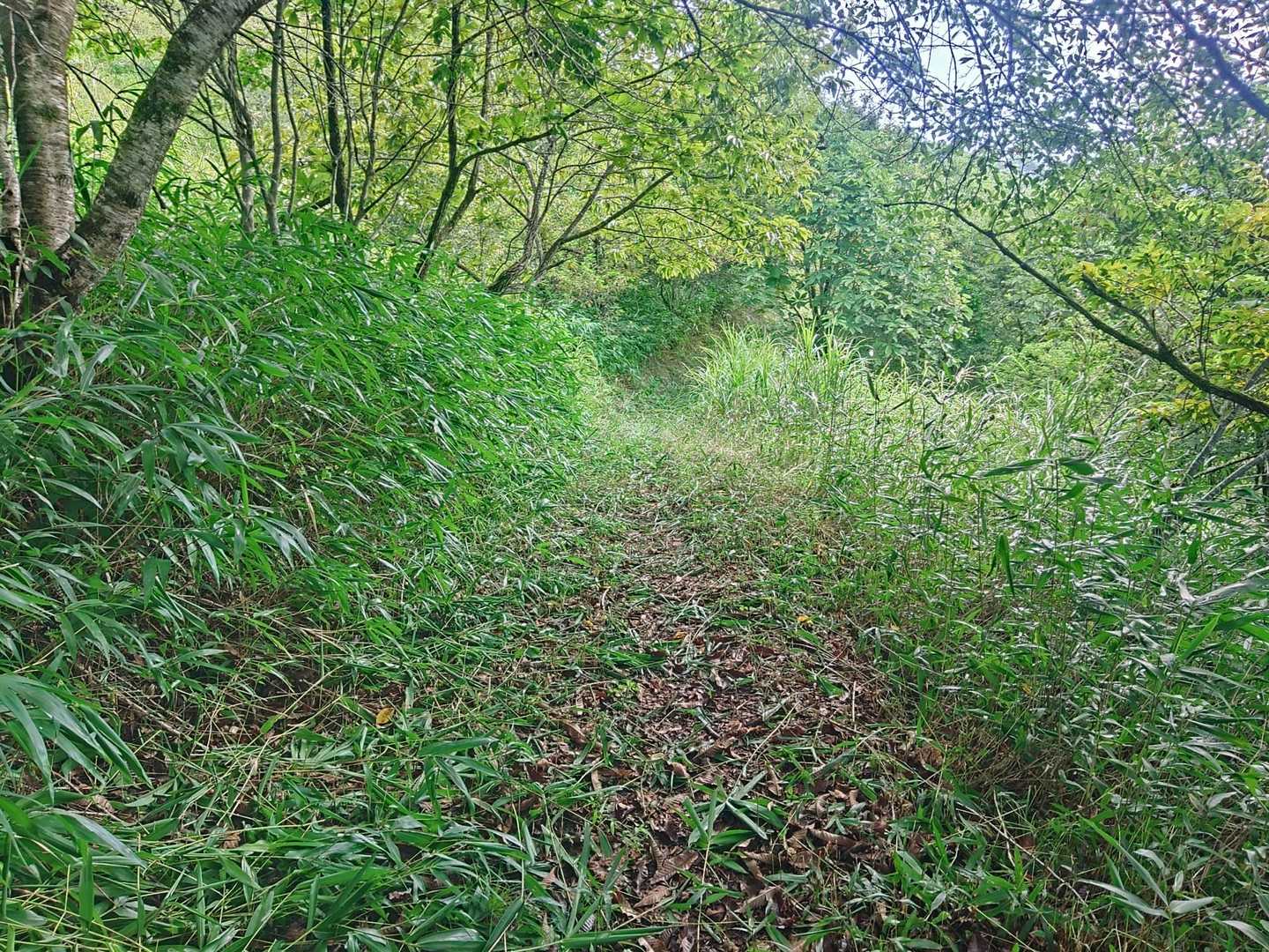 草刈りされてます🌿