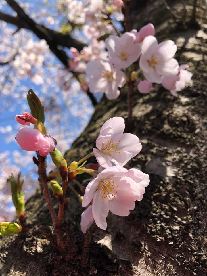 山頂からは桜鑑賞スタート🌸