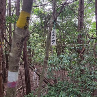 山頂手前にプレートがありますが、よくわかりません😅