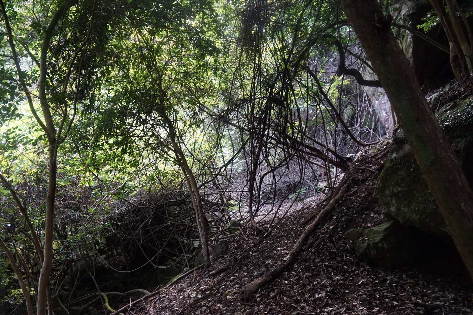 鶴林寺山・三ツ尾の剣・リンコウの頭 / taka-cityの登山データ | YAMAP / ヤマップ
