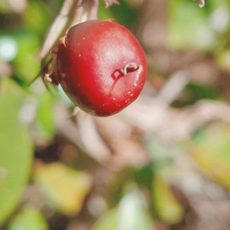 ツルリンドウの実🔴