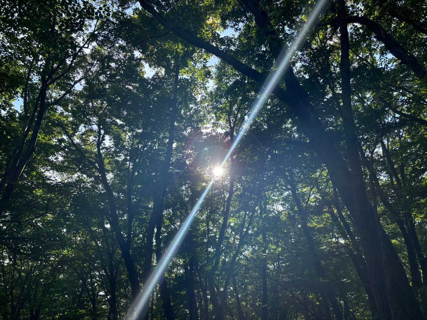 木漏れ日が気持ちいい☀️