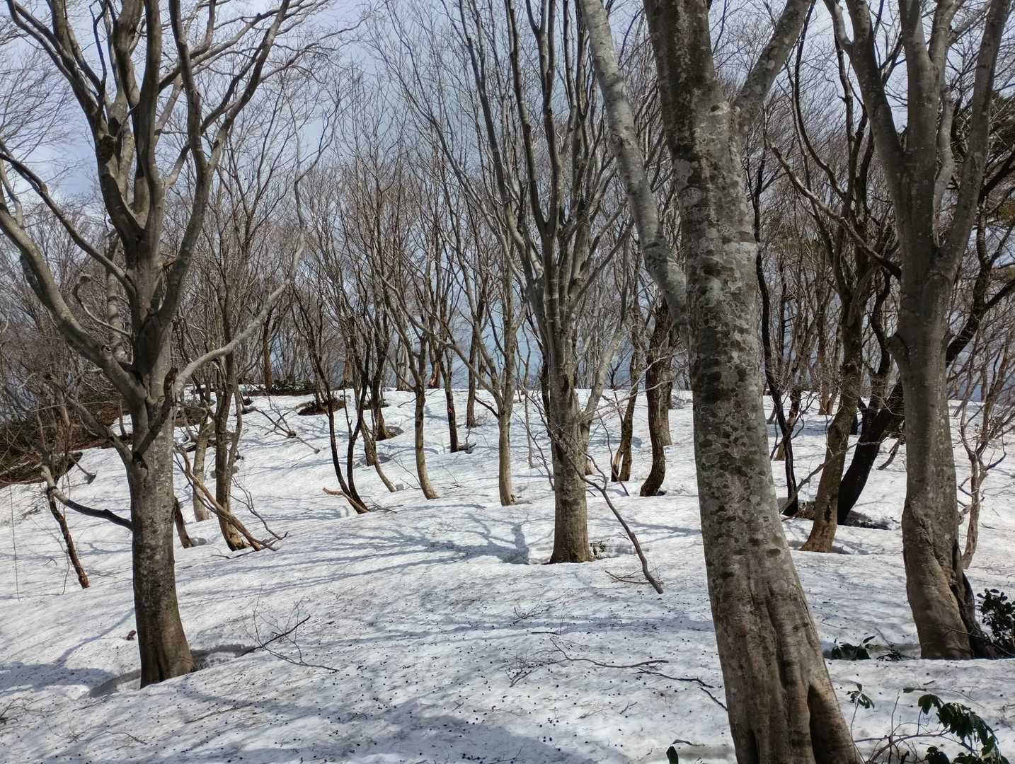 高坪山-虚空蔵峰 周回コースの写真