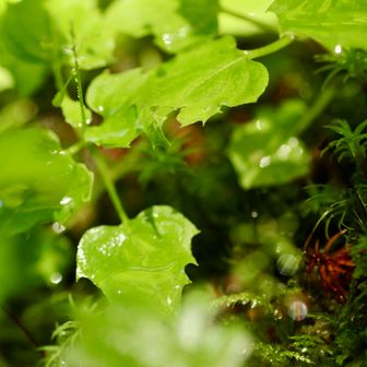 💁🏻‍♀️📷雨上がりのキラキラ植物🌱‬‪をパシャり✨️
北沢下山㊥🌧になるが一瞬止みチャンス到来。