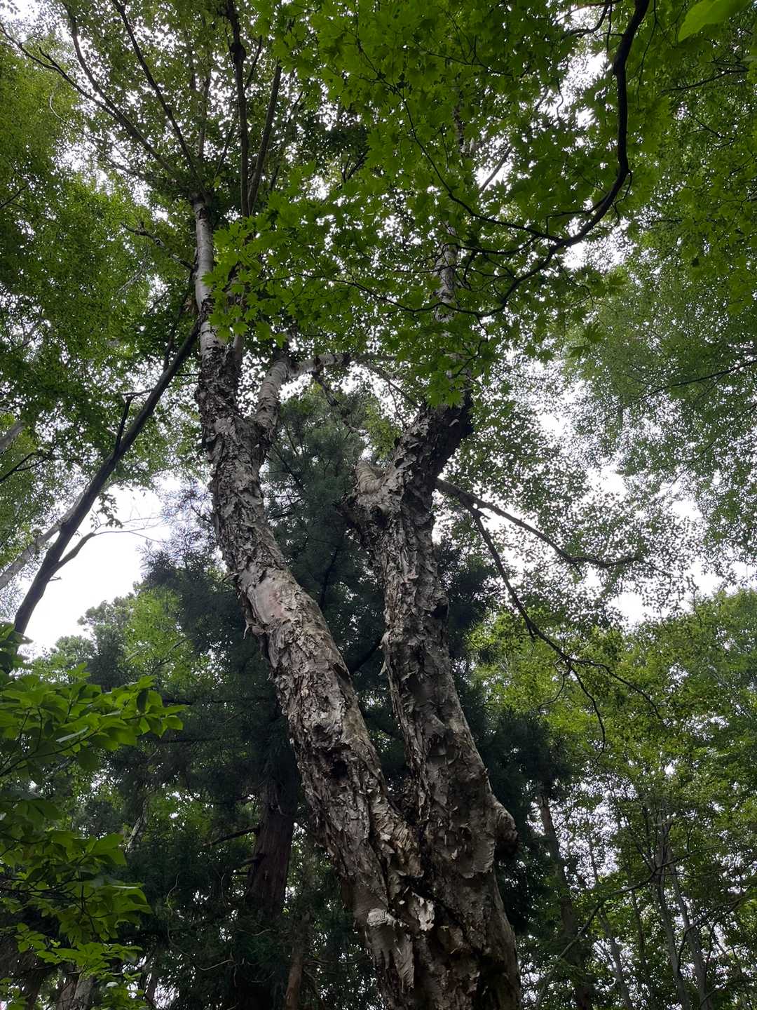 立派な樺の木
