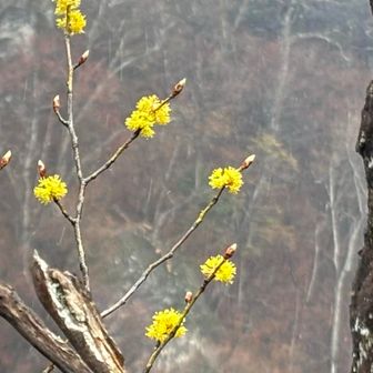 ダンコウバイかわいい
今日の癒し