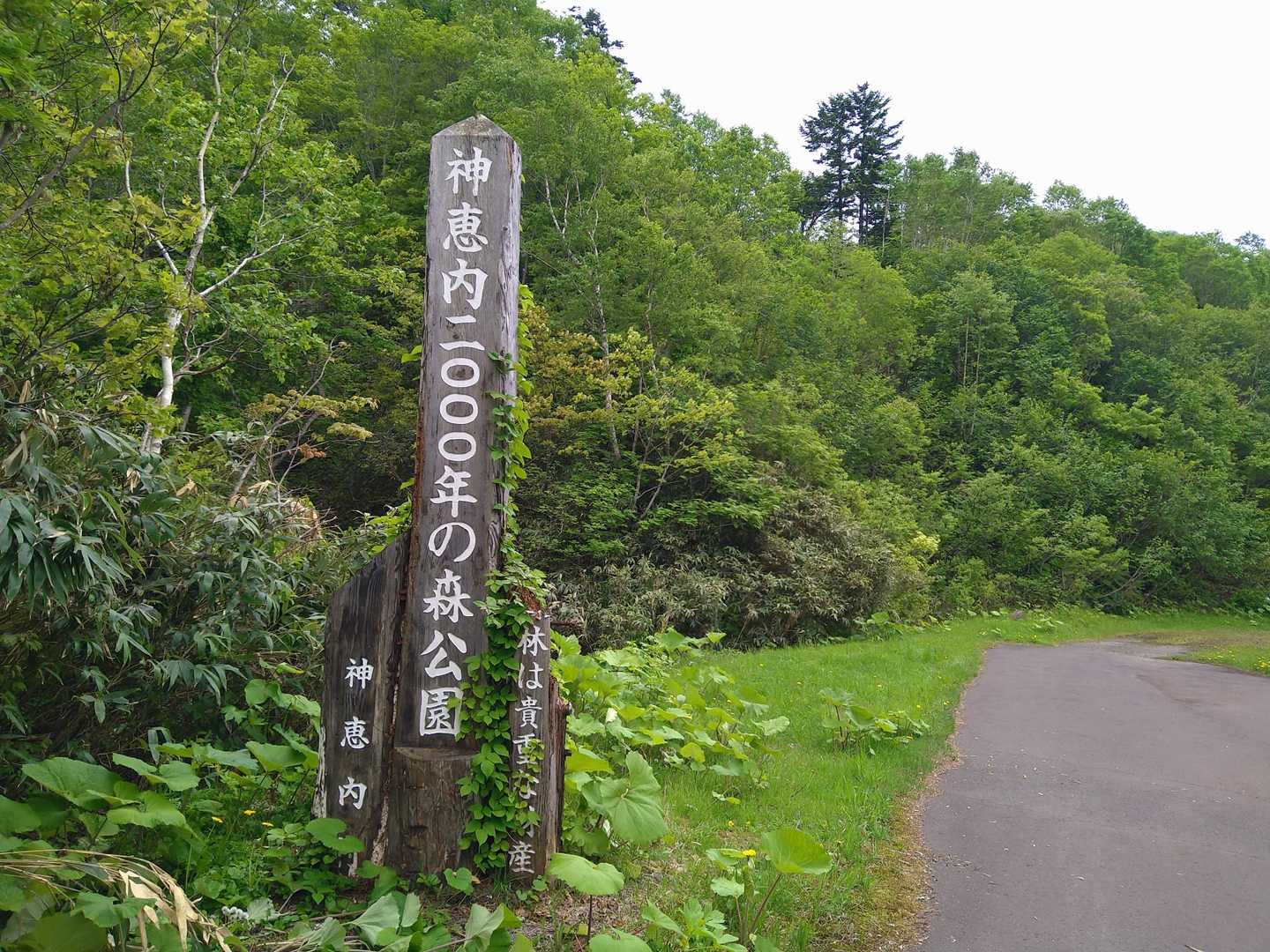 たくさんの方が来られてましたがここもﾀｹﾉｺ採りの方がほとんどでした