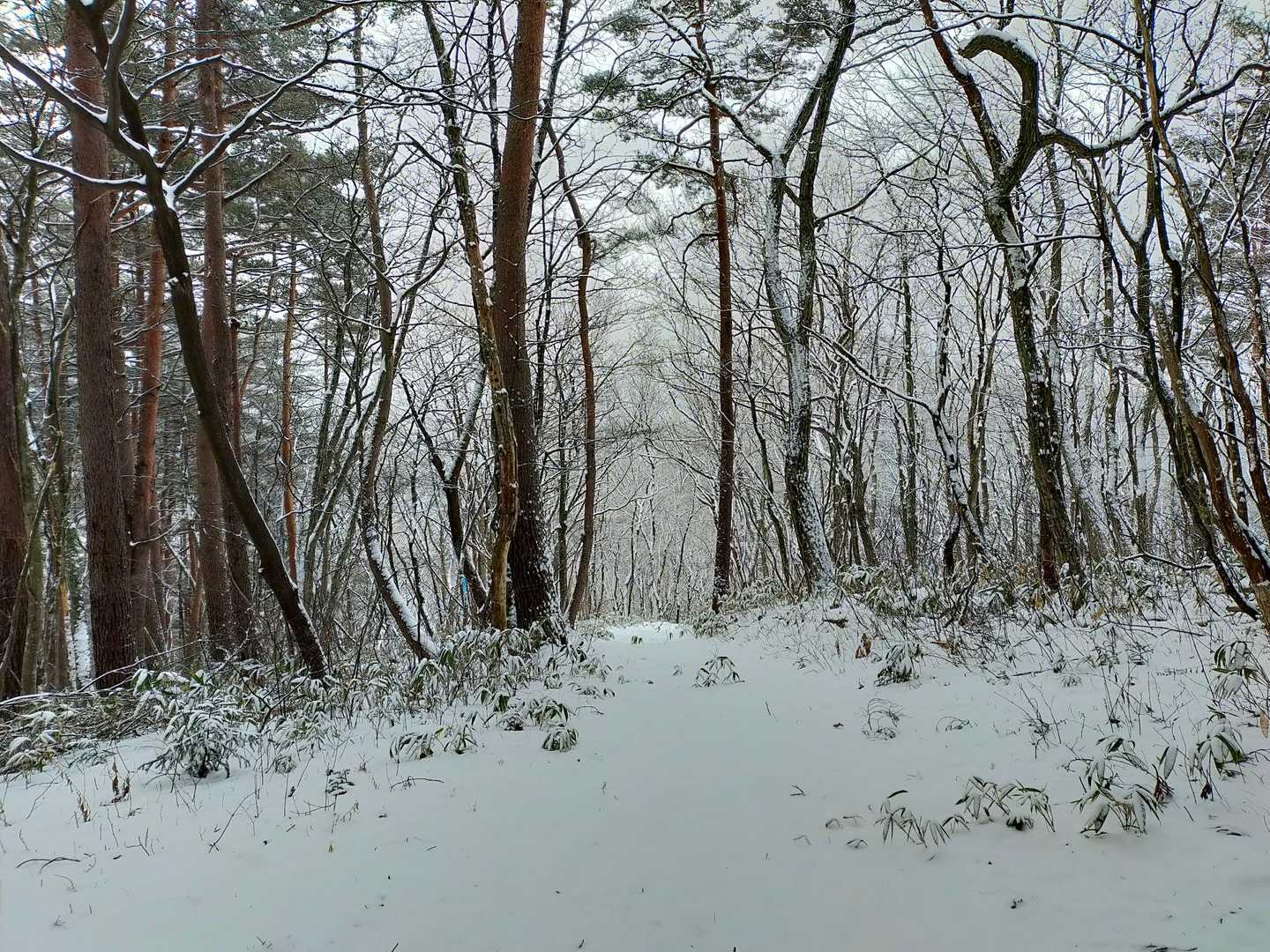 降りまーす🎶