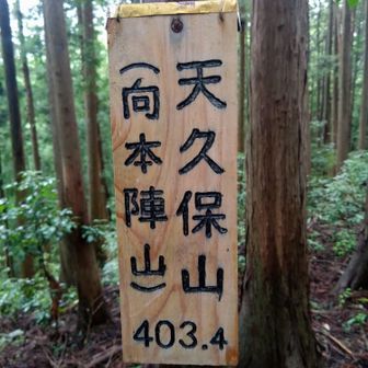 山頂標識は比較的、新しいようだ
そうか！高麗川を挟んで本陣山と対峙しているから向本陣山なんだ！