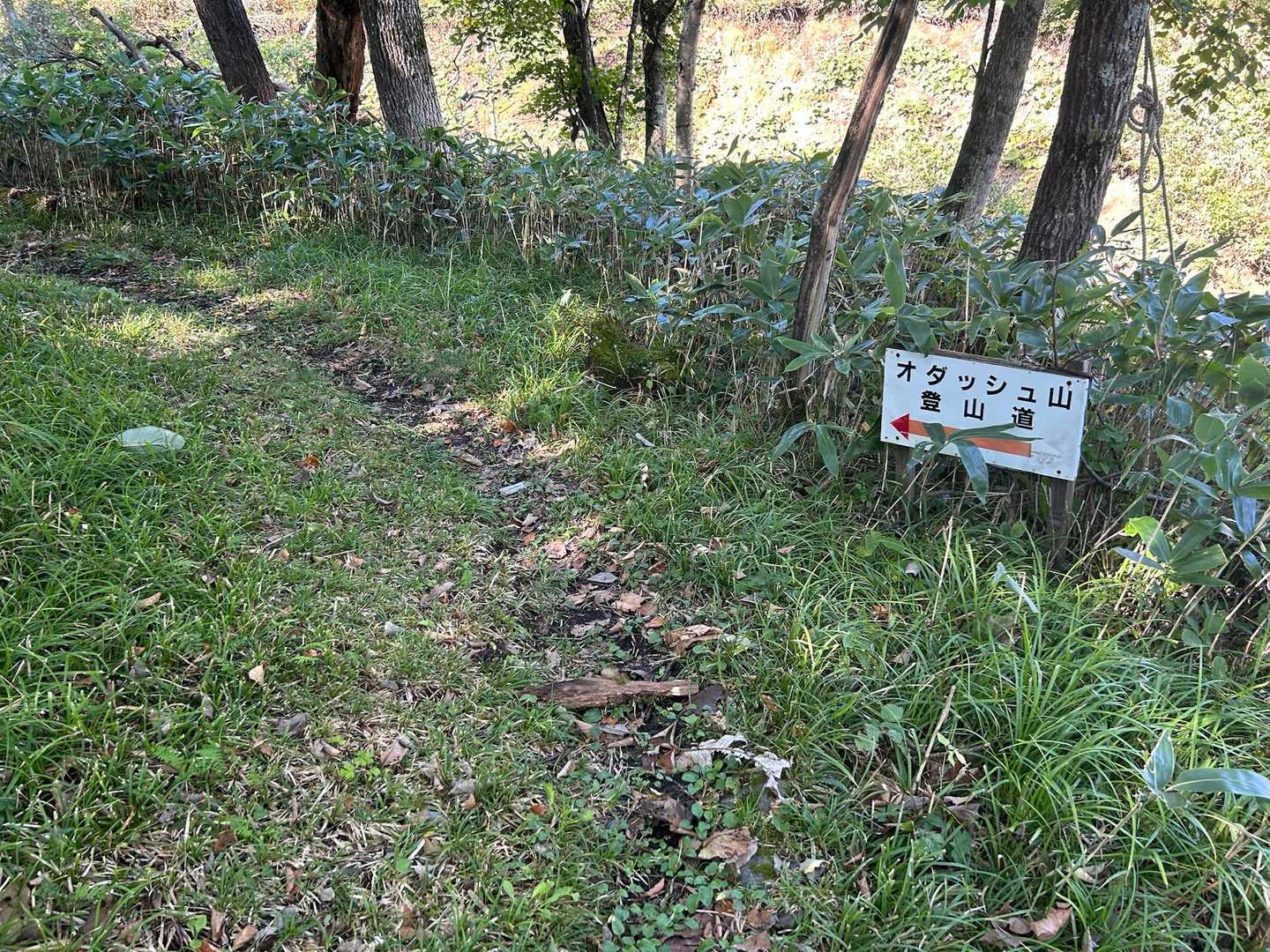 登山道は整備されて山頂まで歩きやすい