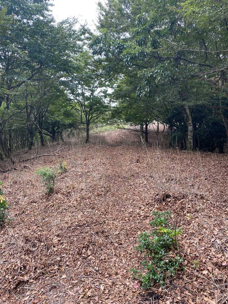 立石山登山口-立石山 往復コースの写真