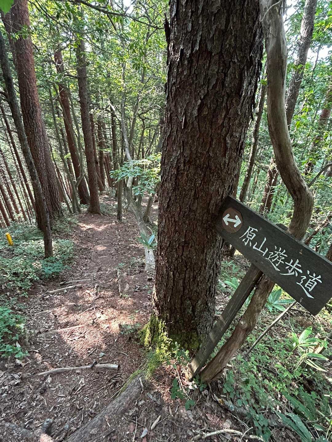🪵原山遊歩道🪵
