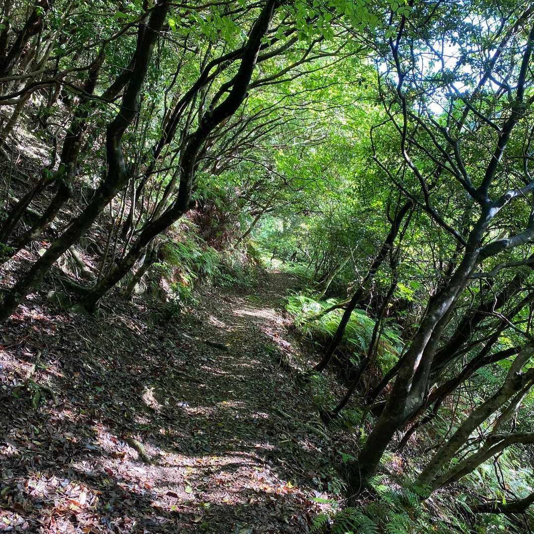 石見寺-石見寺山 周回コースの写真