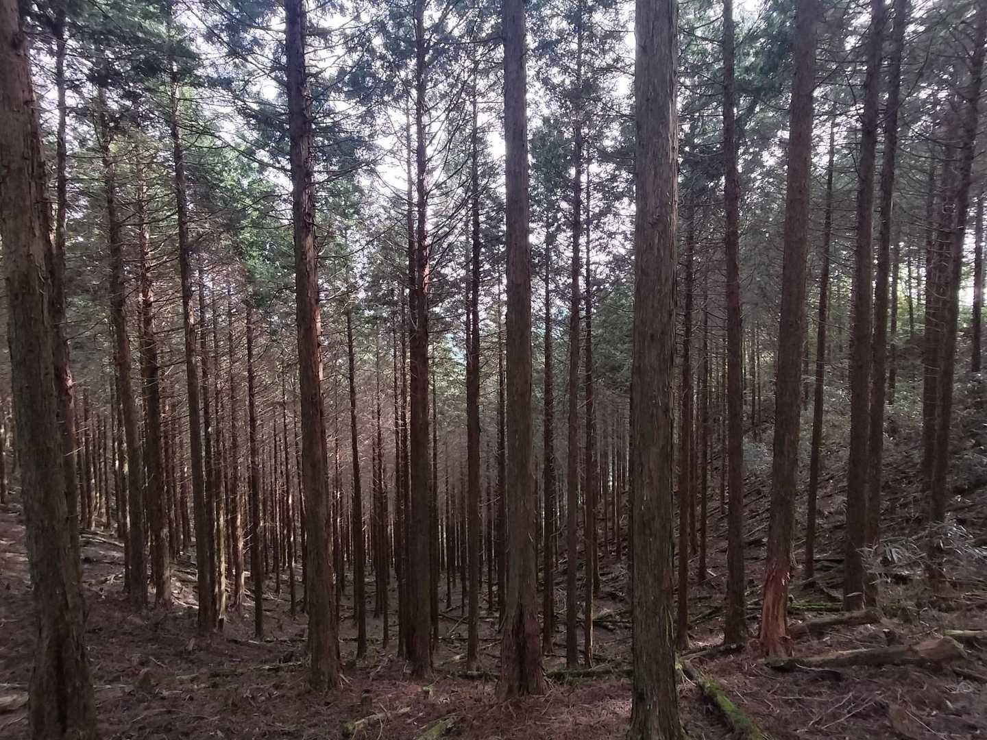 自然林と植林地が入り交じっている🤔