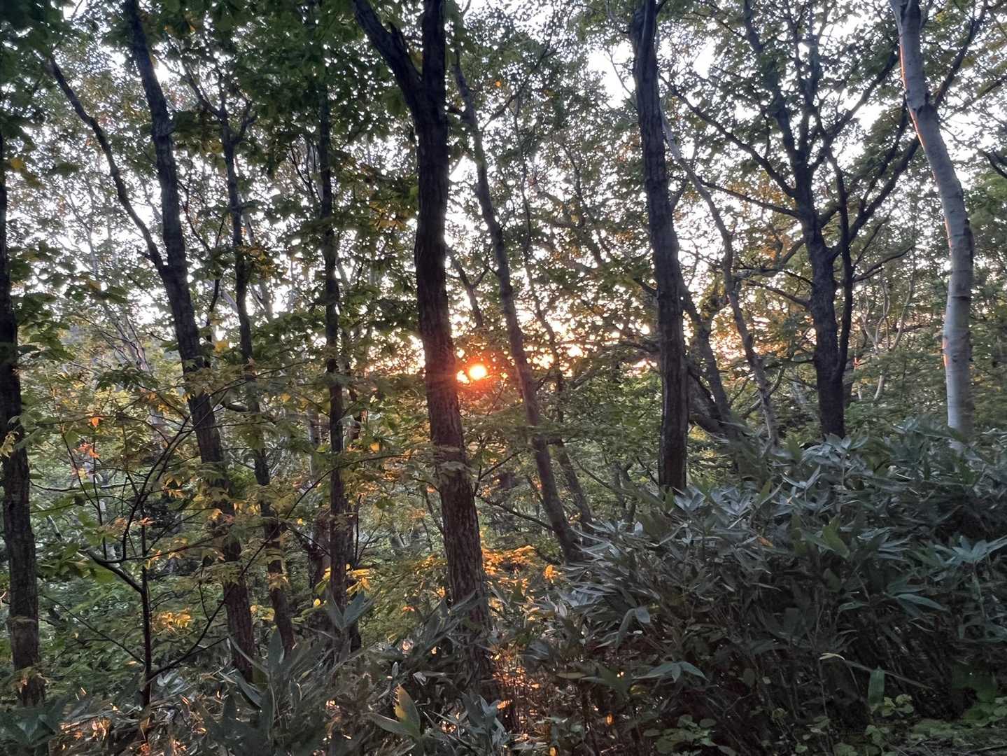 夕日。暗くなる前に戻ってこれました