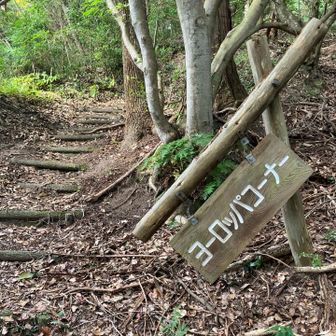 初ルートをテクテク登りました
