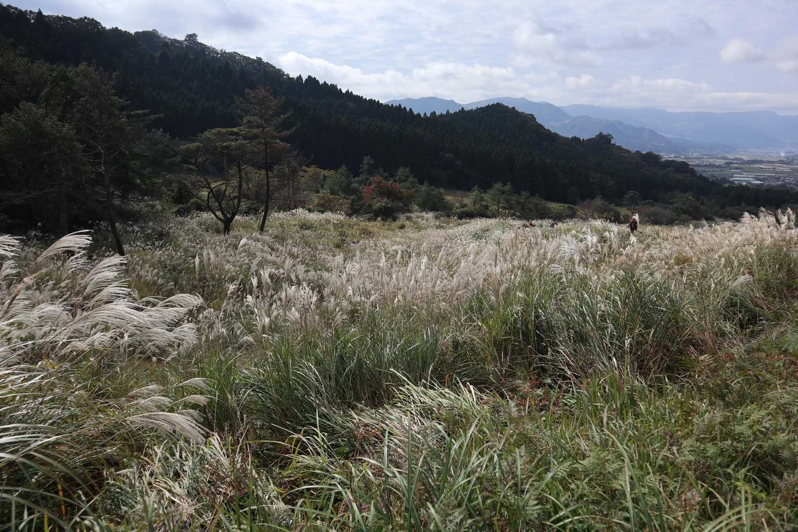 ススキがキラキラ🌾