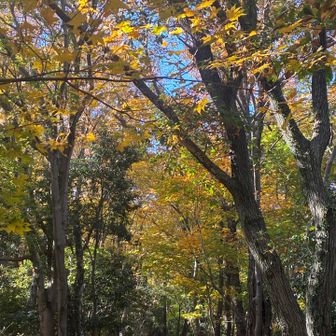 歩いていきます