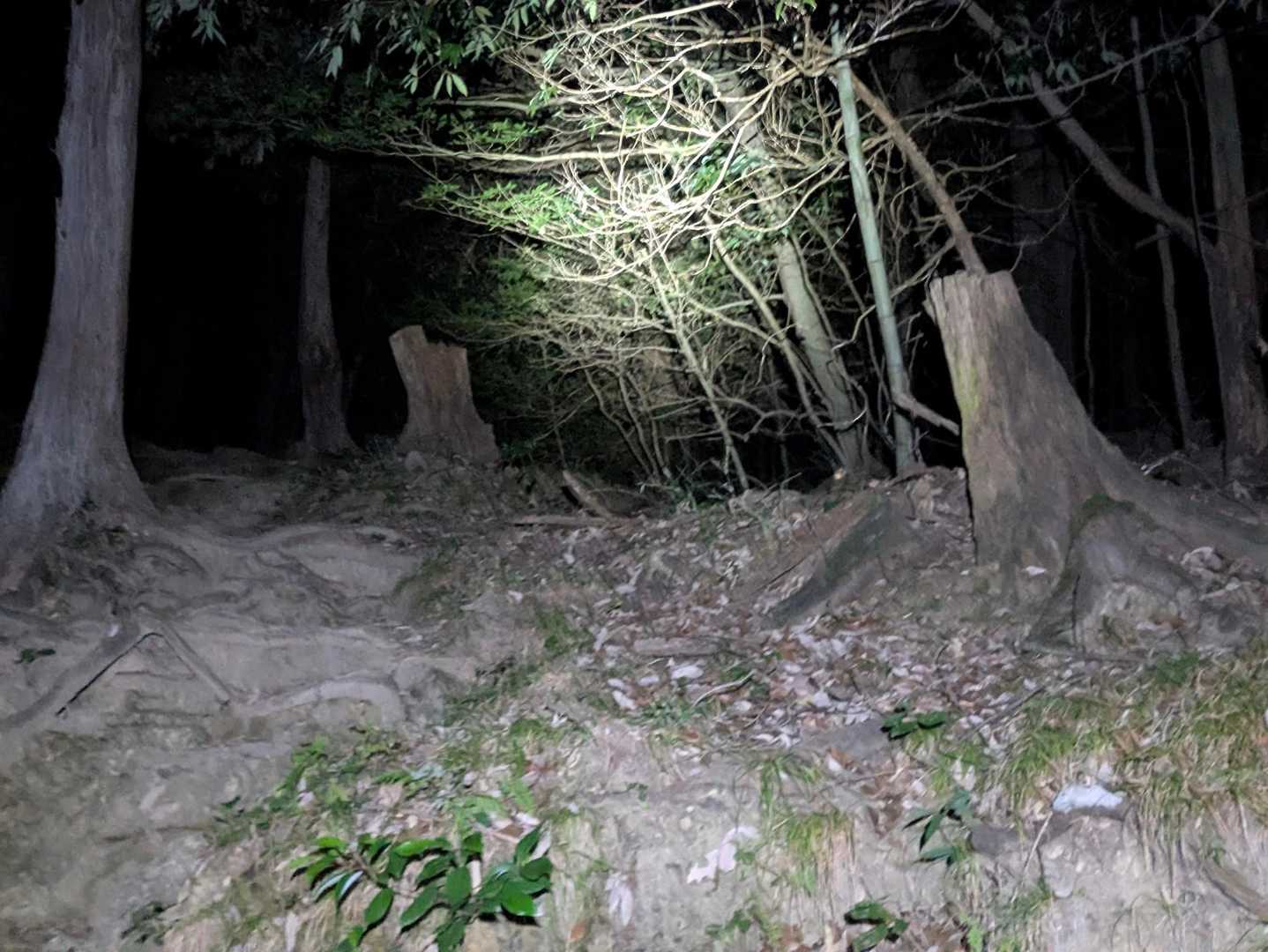 この切り株を動物と間違えなくなりました🪵笑