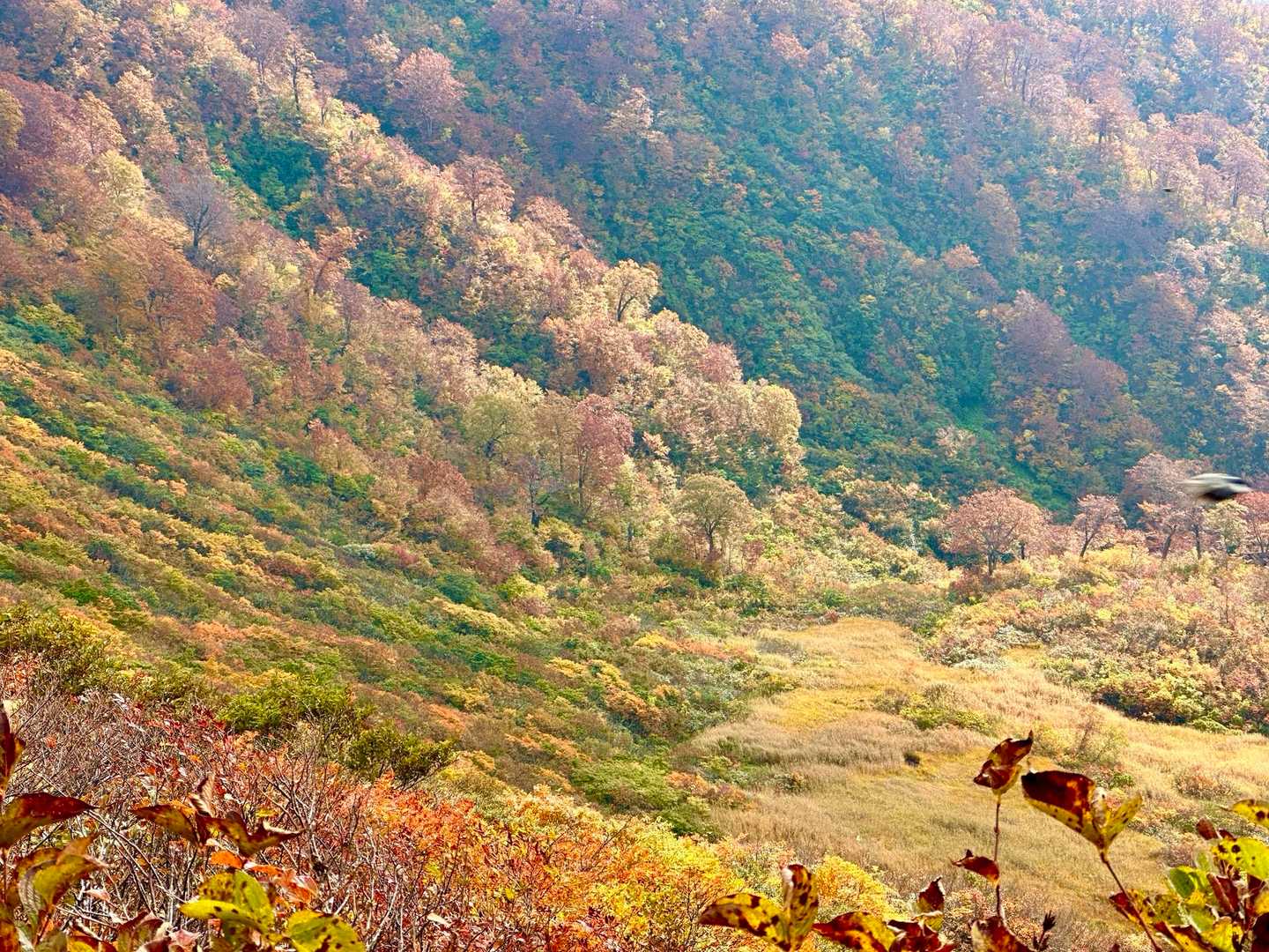 御沢登山口-横峰 縦走コースの写真