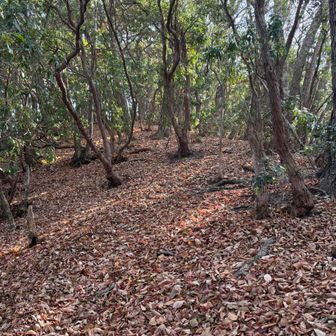 下山路は…アドベンチャー感満載
踏み跡薄くて不明瞭、藪漕ぎ、ピンテどこ？崖のような激下りなど、とても大変でした。
