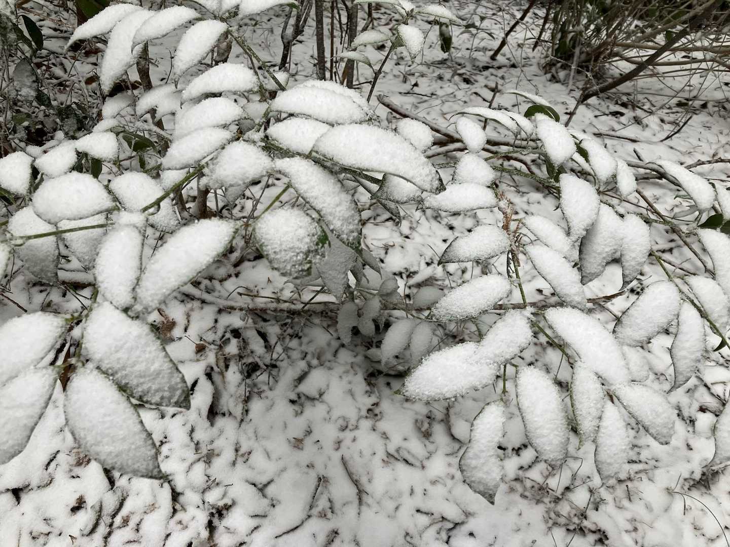 葉っぱの上の雪が綺麗❄️