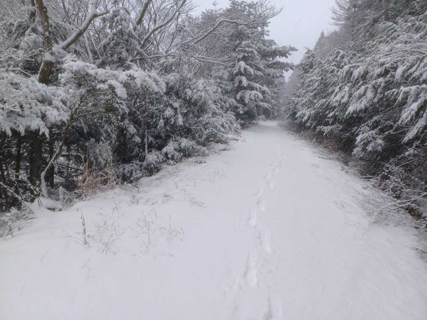 ふわふわ、新雪❗、キュッキュッって気持ちいい🎵