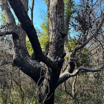 燃えた木🪾から新芽🌱が出てます🙌🏻