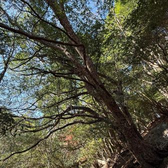 鹿子の木
木肌が鹿の子供みたいな模様です。この木は鎮南山の鹿子の木の中でもオーラを放ってます。カッコいい！