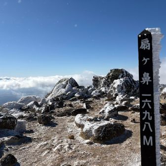 今日の🦐の尻尾は小っちゃい🙂