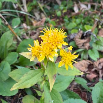 アキノキリンソウ🟡
