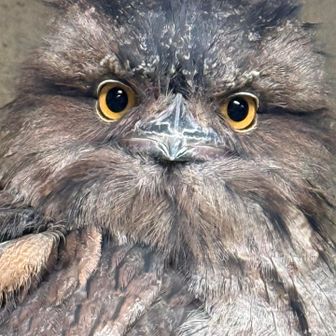 たこわさ