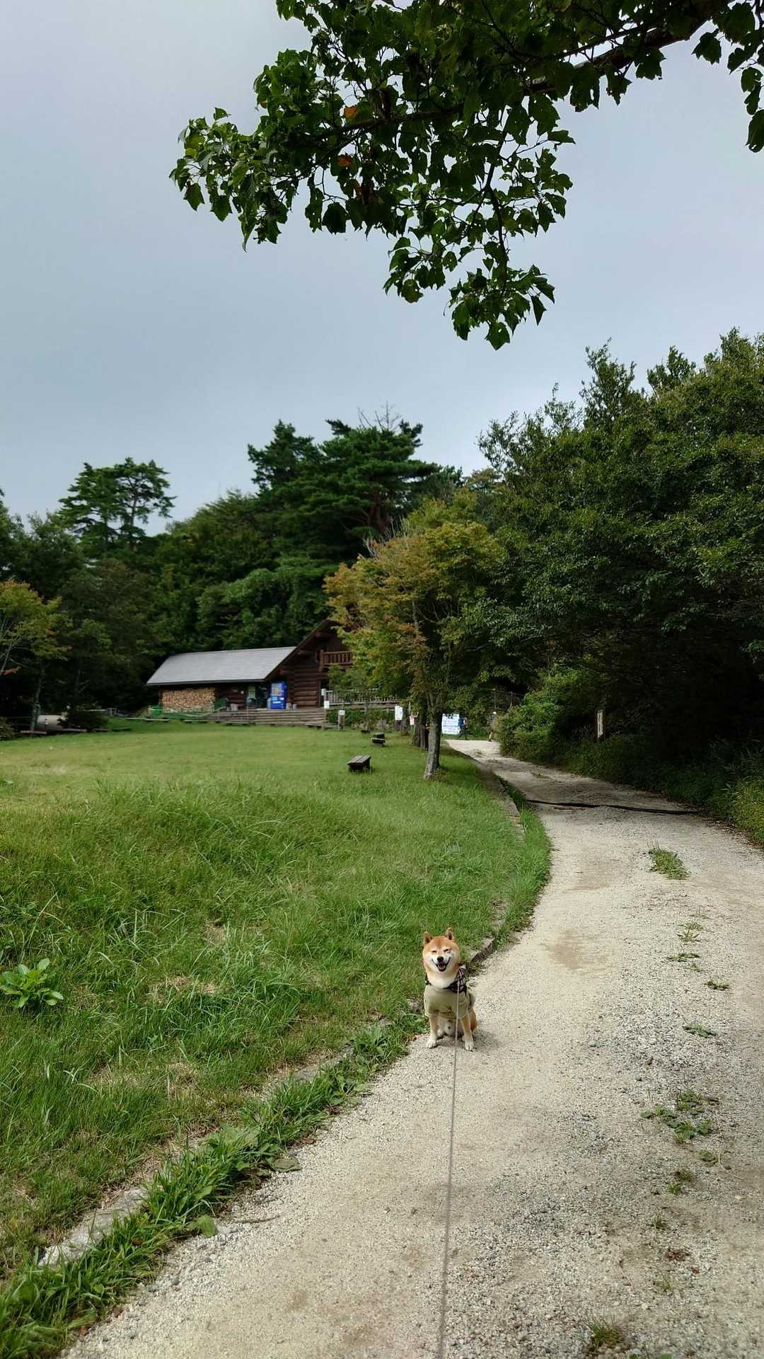 園地で山ともさんと話をしていざ帰ろうと思ったらでた！！拒否柴