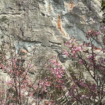 春に彩られた観音山岩壁には