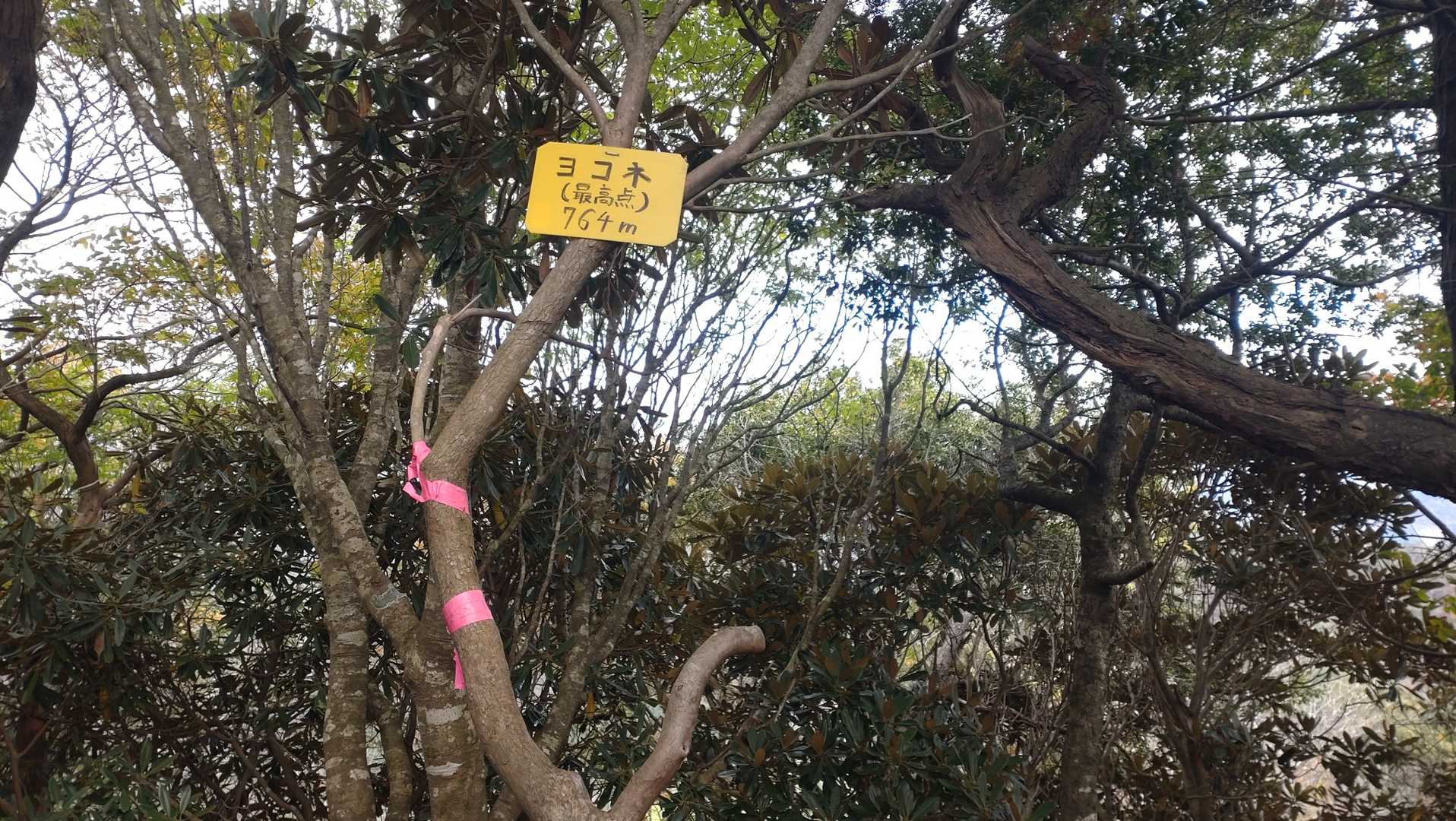 最高点には「ヨコネ」の記載もあるが、そうなると次の峰の「ヨコネ」はどうなる？ヤマップでは次の峰を「西ヨコネ」と記載しているが、西ヨコネはここより東にあるのはおかしいだろう。
