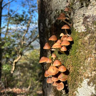 美味しそうなキノコ🍄‍🟫がたくさん生えてました
