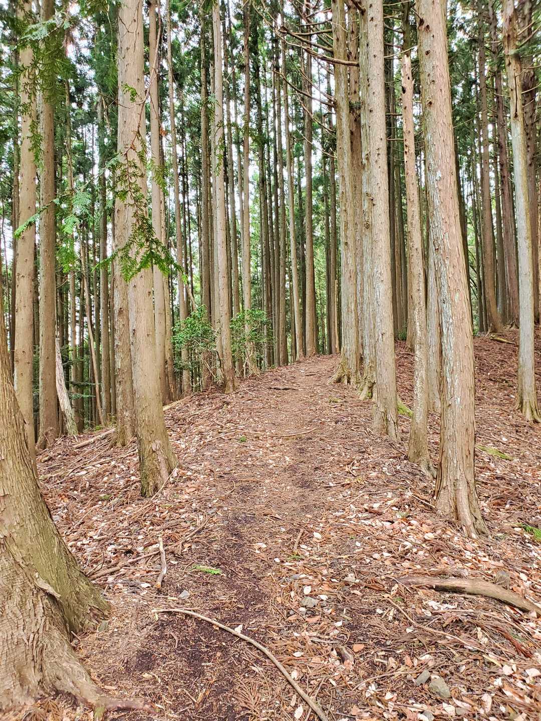 樹林帯の中を登っていきます🚶