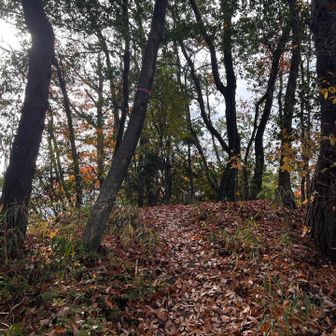 43　羽伏山　284.2m
No.25
本日の最高標高地点