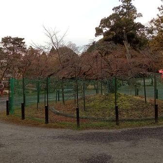 幻の櫻千眼櫻
春には広がる枝一杯
満開😊🎶🌸